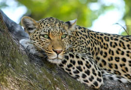 amazingsouthafrica2