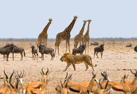 ultimatenamibia2